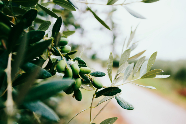 Oliven am Strauch