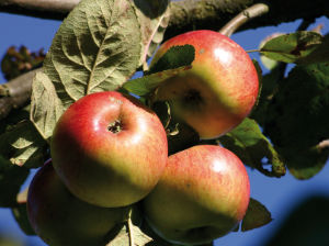 Äpfel am Apfelbaum