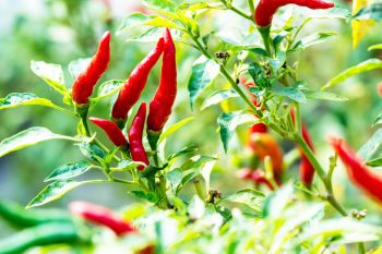 Der charakteristische Geschmack von Chilis kommt von dem in ihnen enthaltenen Stoff Capsaicin.