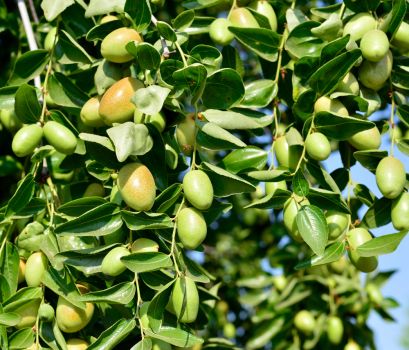 Die Früchte des Jojobastrauchs sind zunächst grün, später braun.