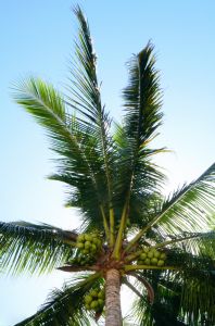 Die Kokospalme ist Teil der Familie der Palmengewächse.