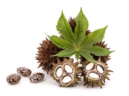 Castor oil is obtained from the seeds of the miracle tree (Ricinus communis).