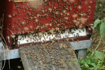 Die Imkerei hält die Buckfastbiene